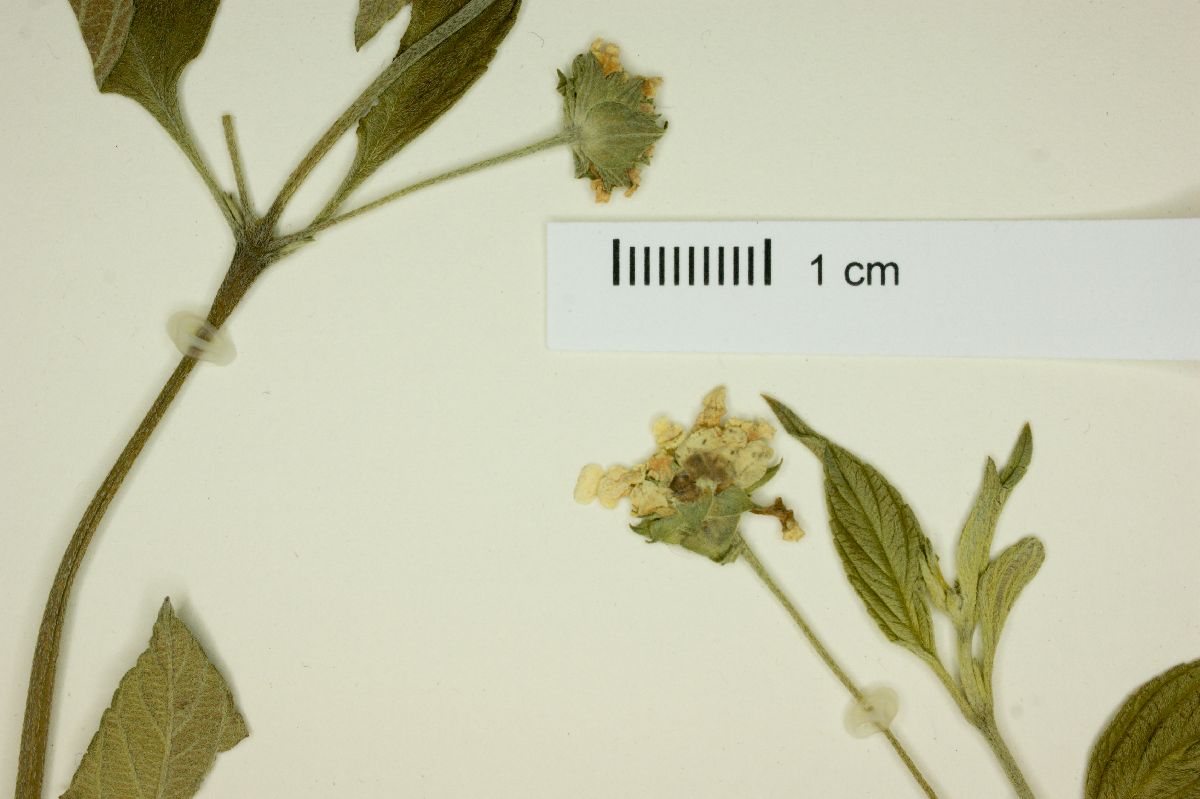 Lantana canescens image