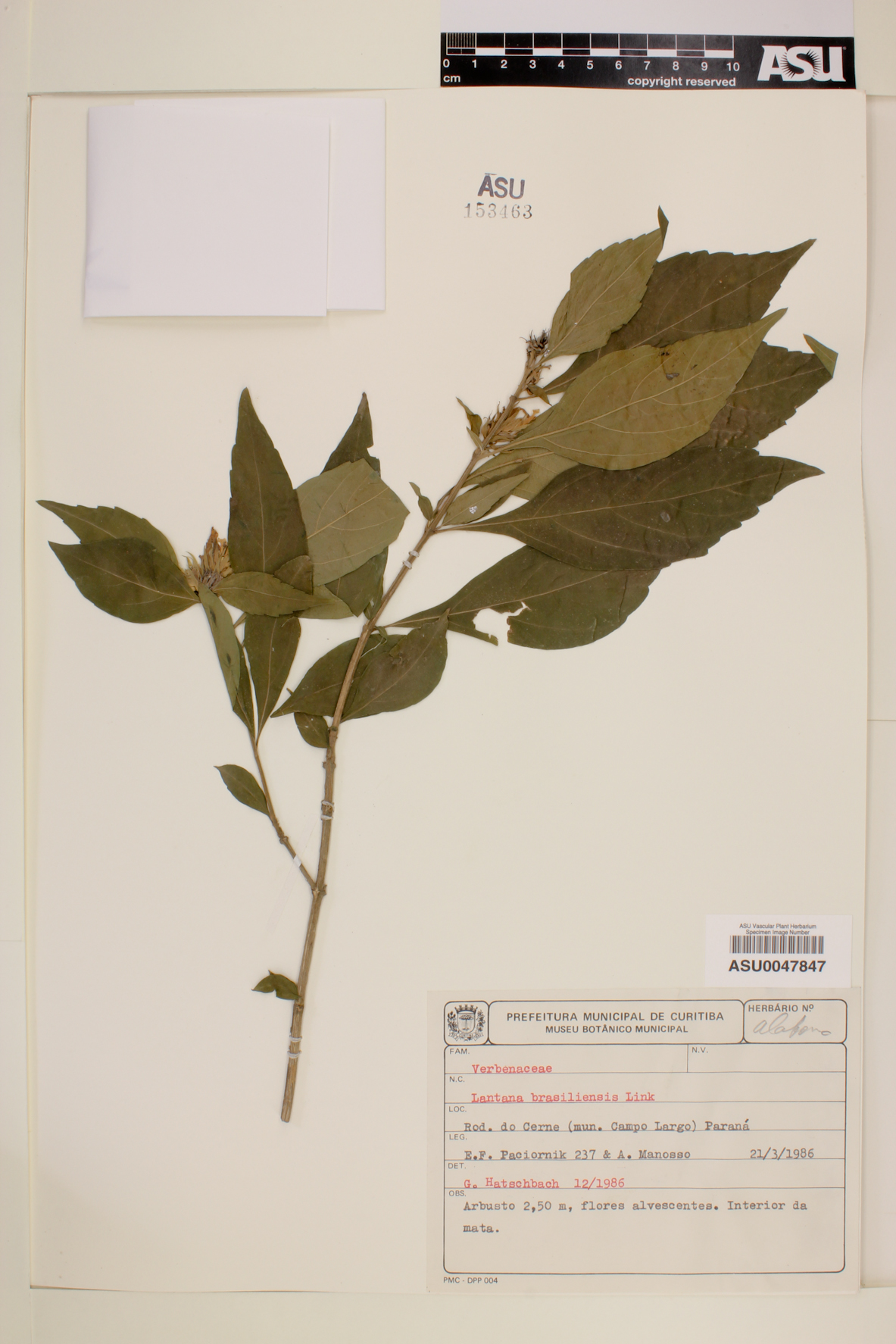 Lippia brasiliensis image