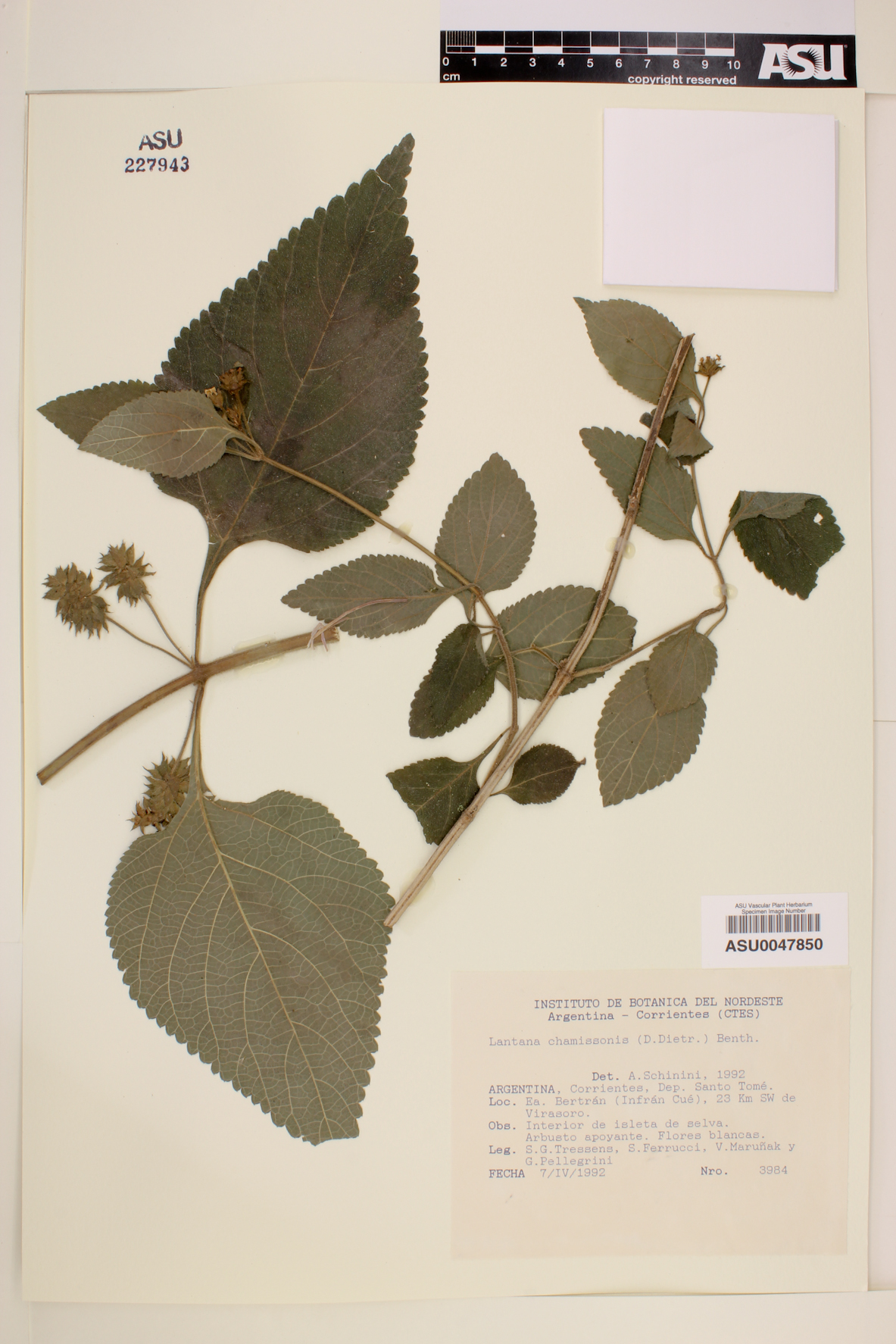 Lantana chamissonis image