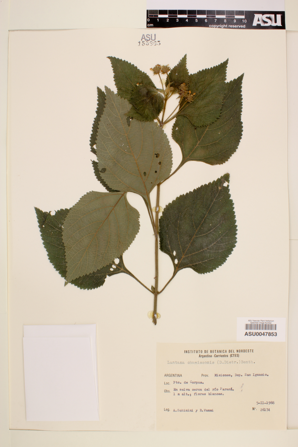 Lantana chamissonis image