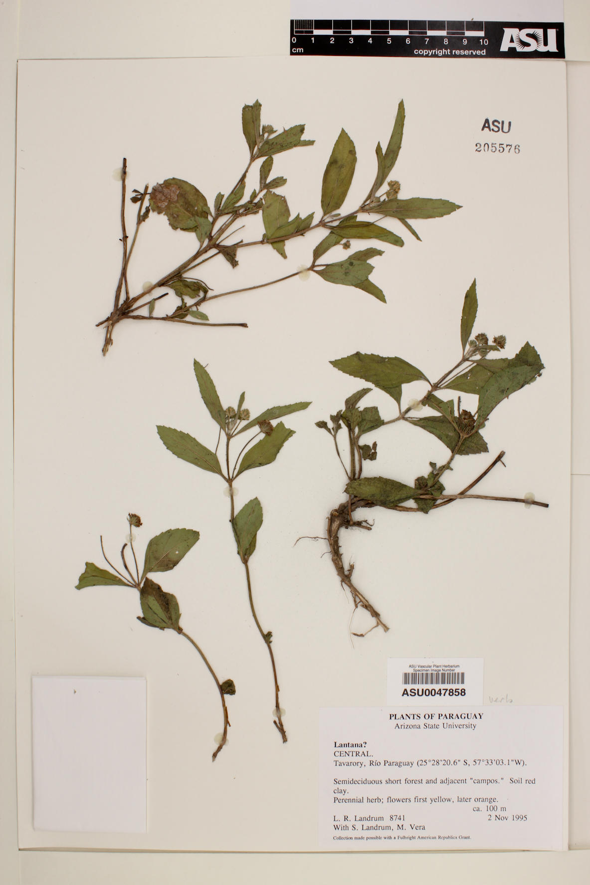 Lippia asperrima image