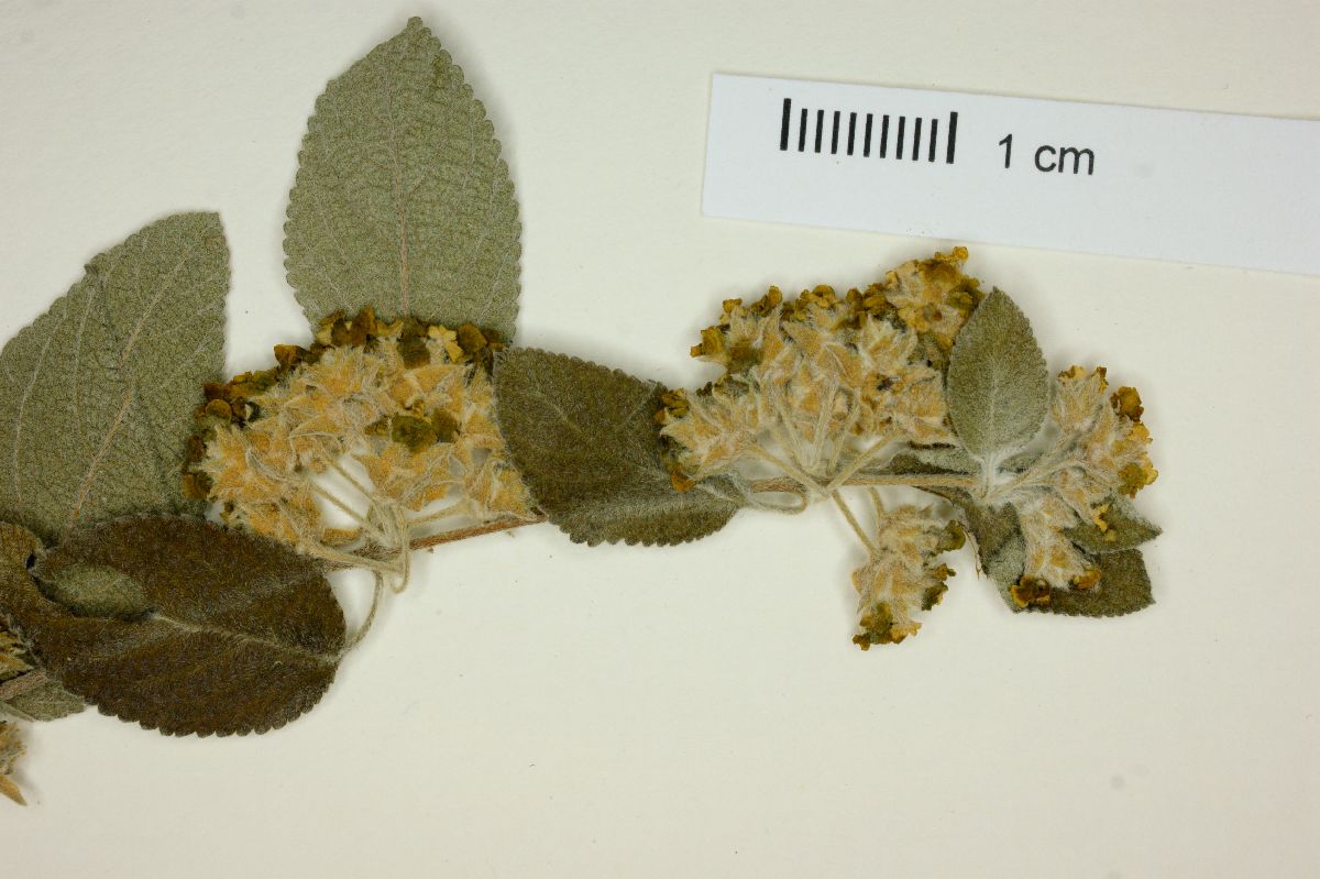 Lippia graveolens image