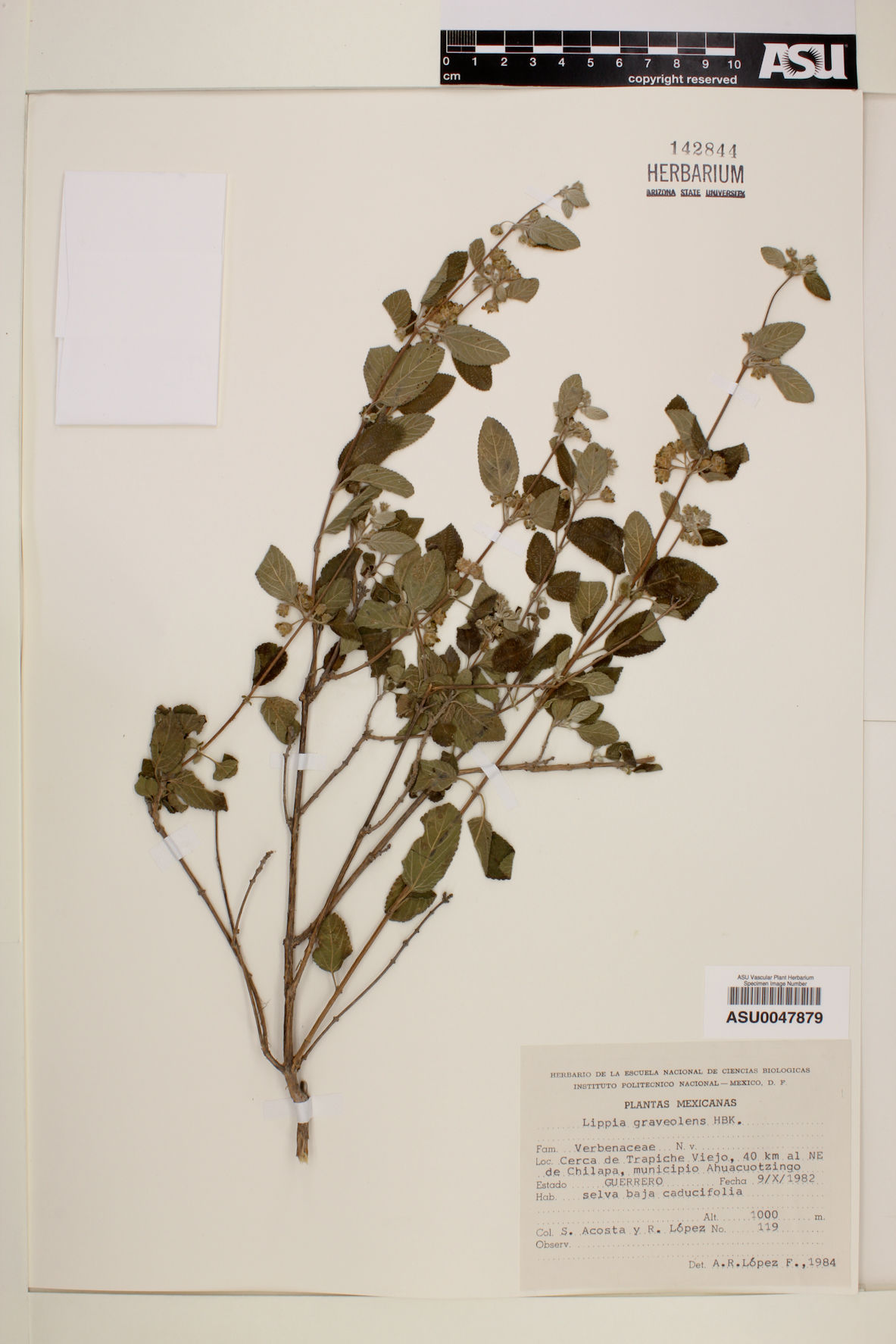 Lippia graveolens image