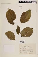 Image of Phyllanthus adenodiscus
