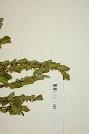 Phyllanthus compressus image