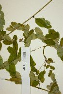 Phyllanthus lathyroides image