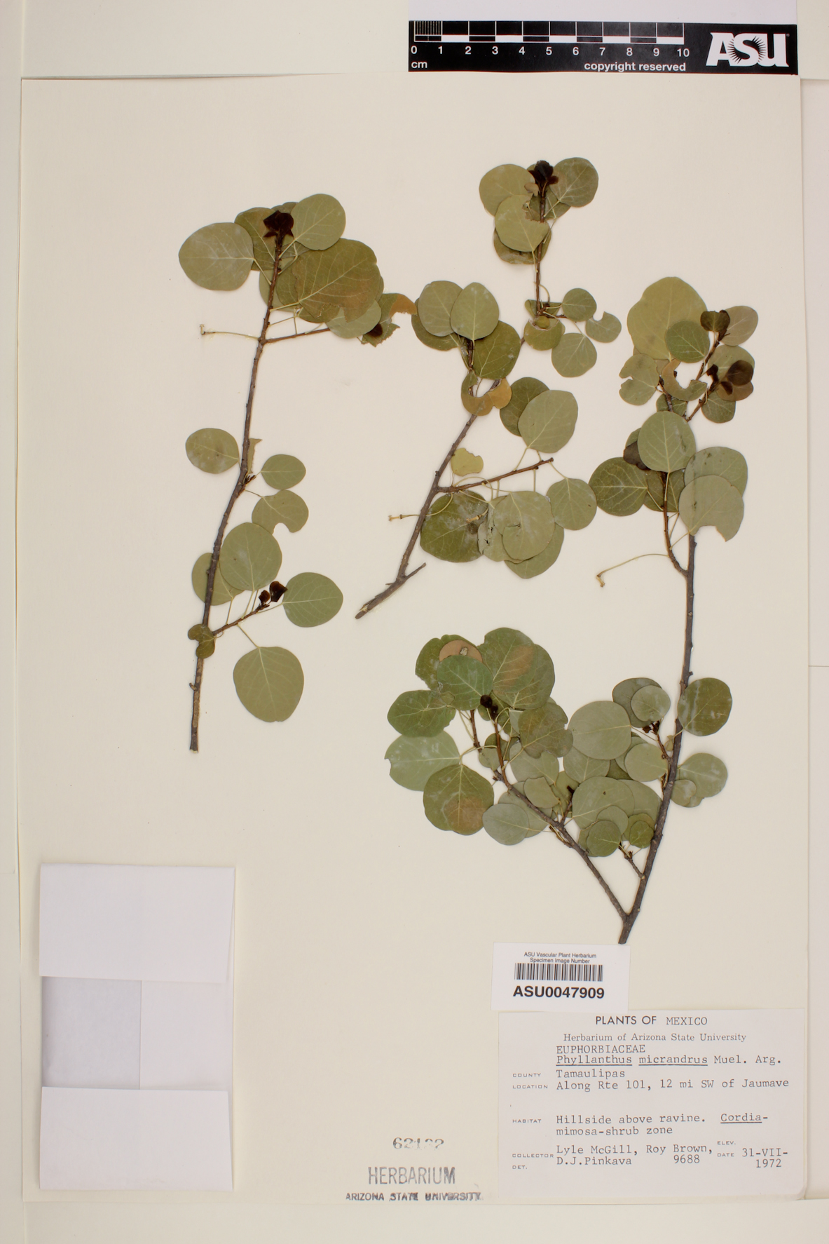 Phyllanthus micrandrus image