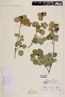 Phyllanthus micrandrus image