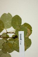 Phyllanthus micrandrus image