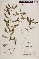 Phyllanthus niruri image