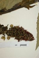 Ricinus communis image