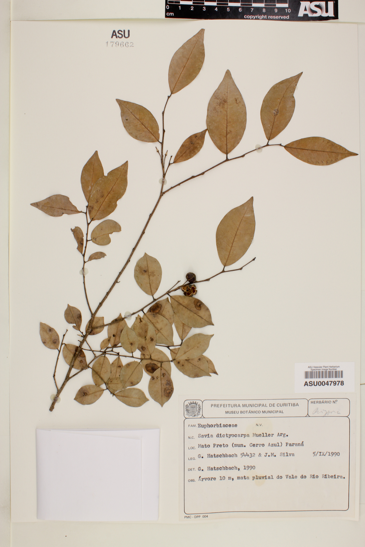 Savia dictyocarpa image