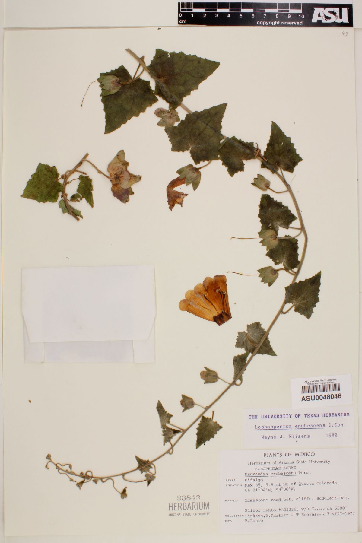 Lophospermum image