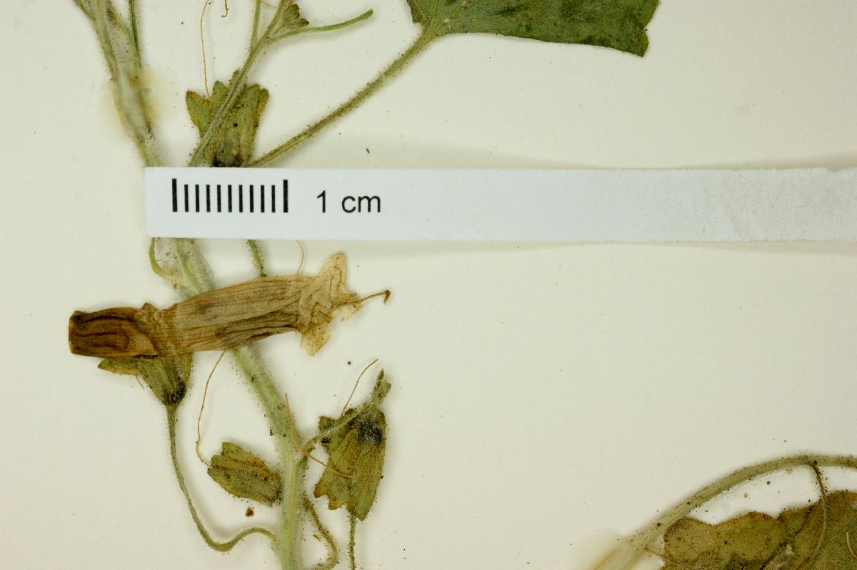 Mabrya geniculata image