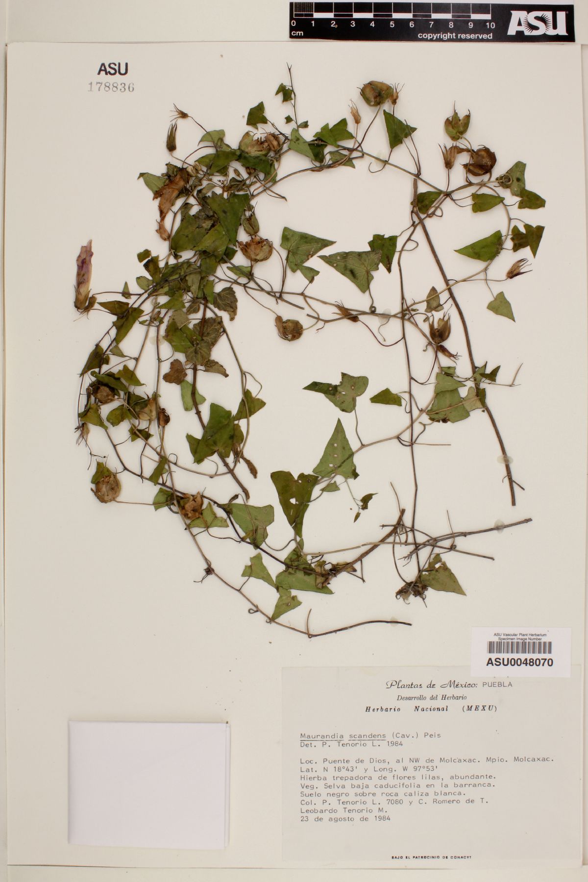 Maurandya scandens image