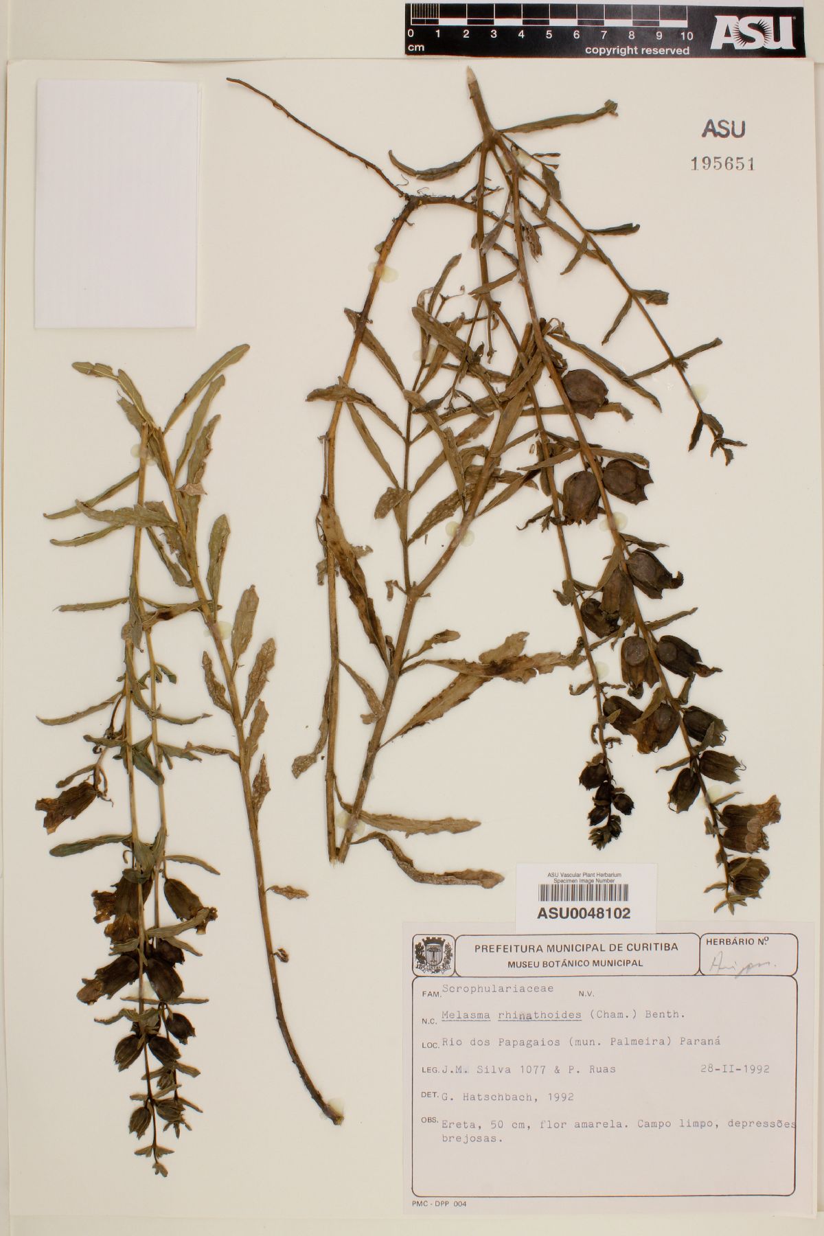 Melasma rhinanthoides image