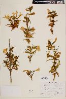 Diplacus aurantiacus subsp. australis image
