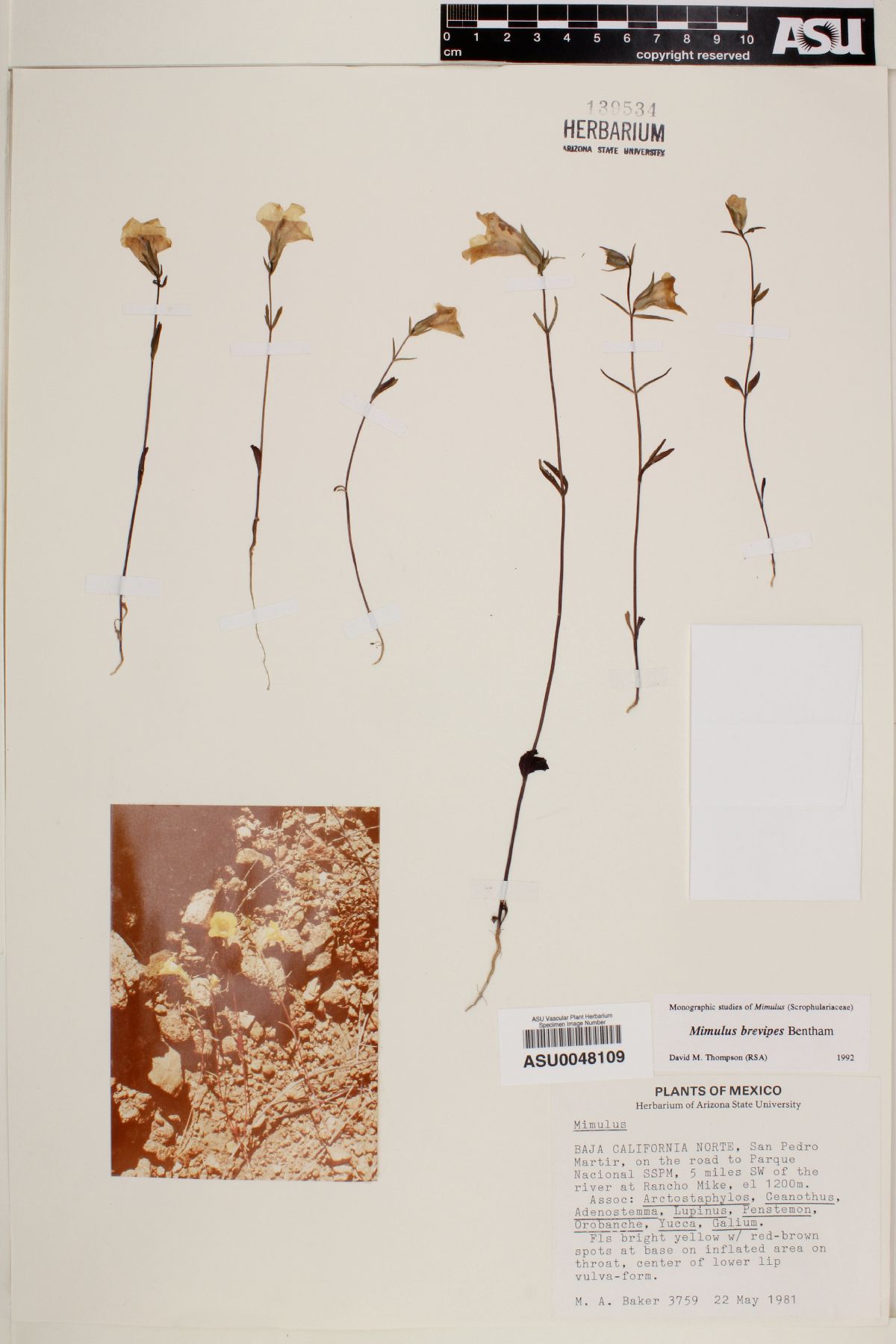 Diplacus brevipes image