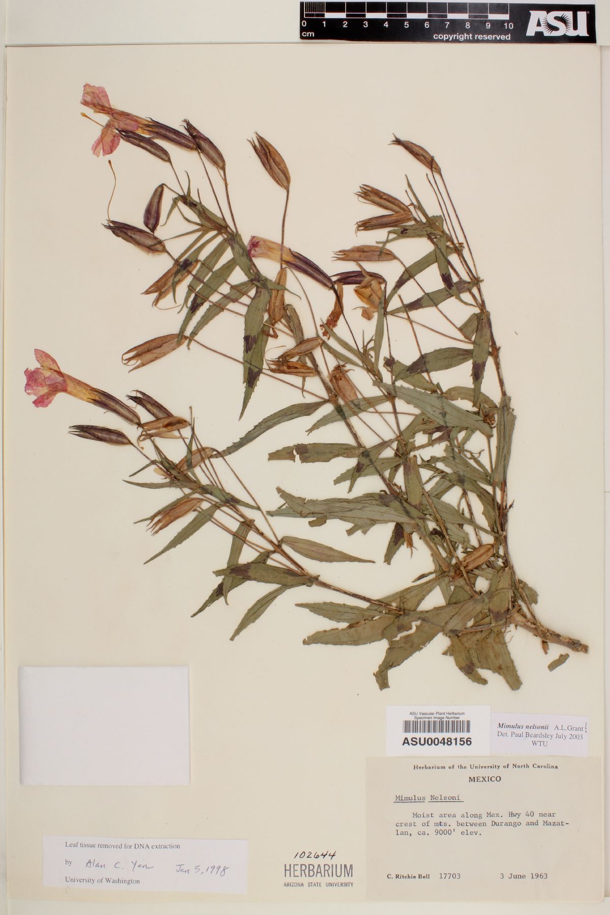 Erythranthe flammea image