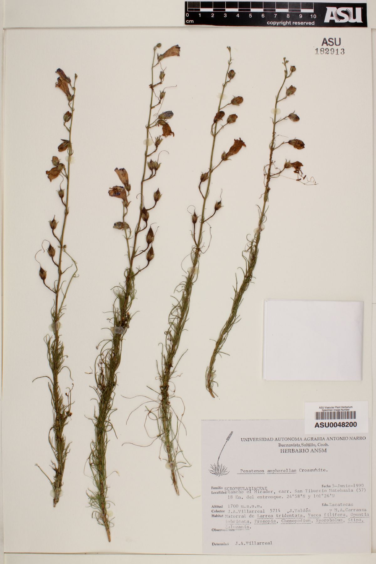 Penstemon amphorellae image