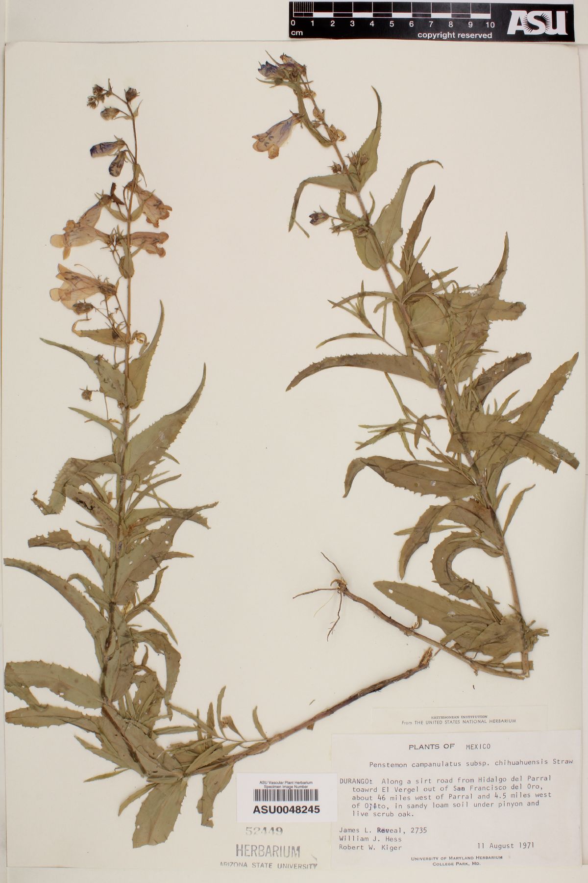 Penstemon campanulatus subsp. chihuahuensis image