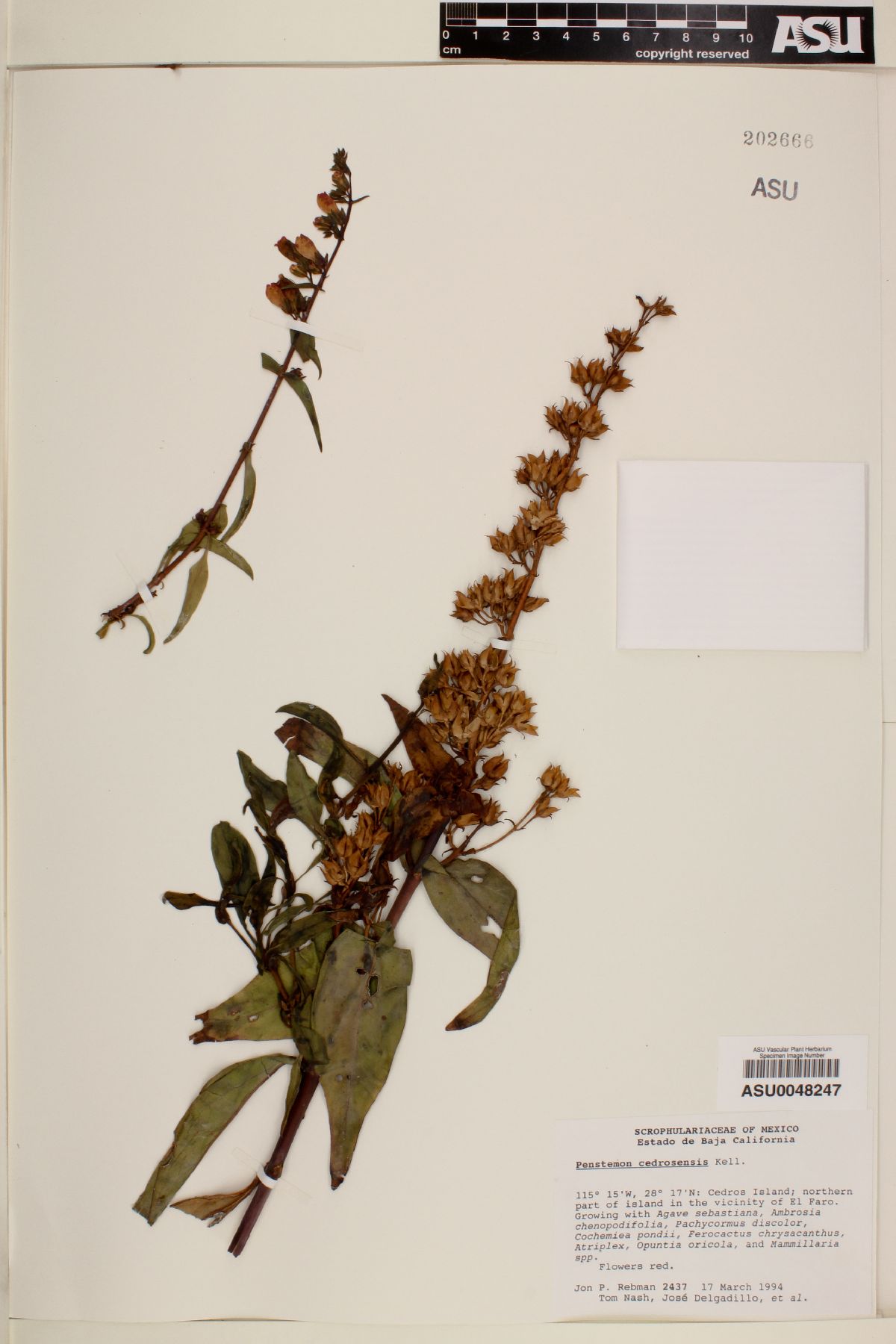 Penstemon cedrosensis image