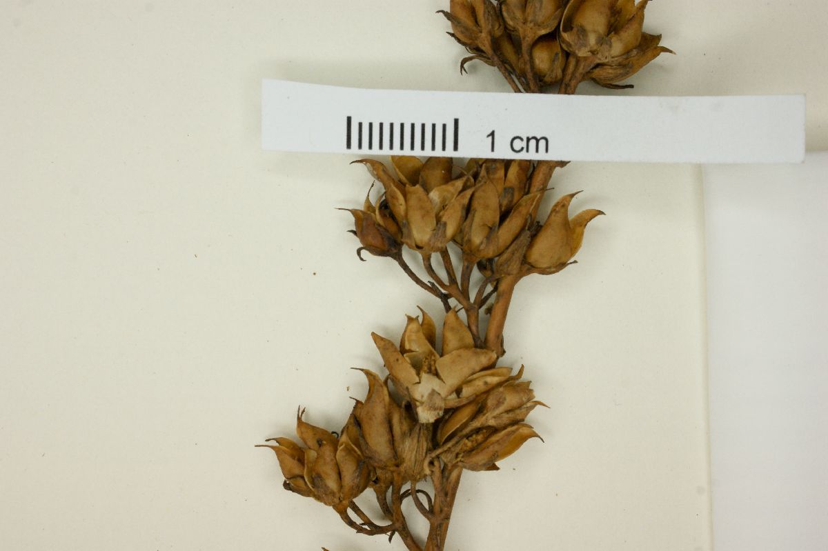 Penstemon cedrosensis image