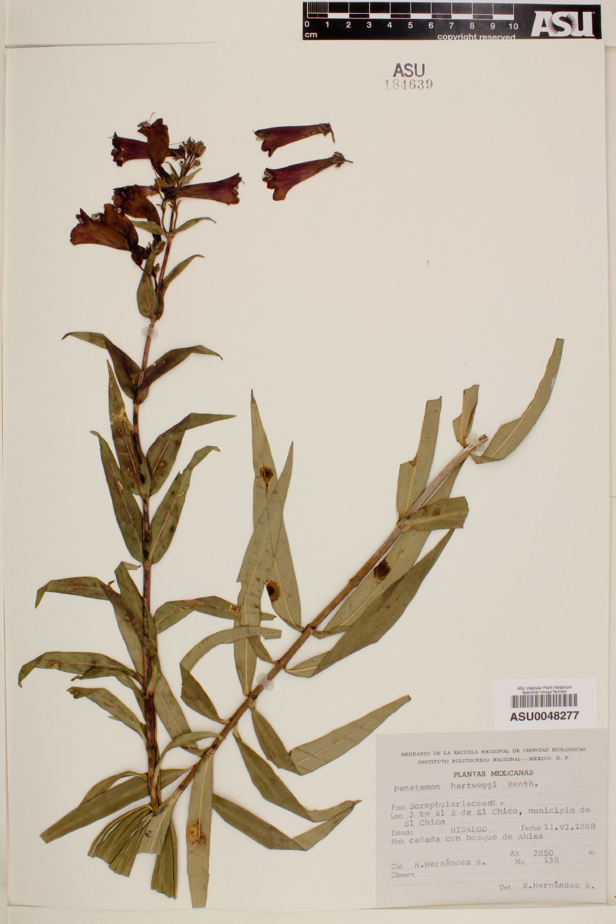 Penstemon hartwegii image