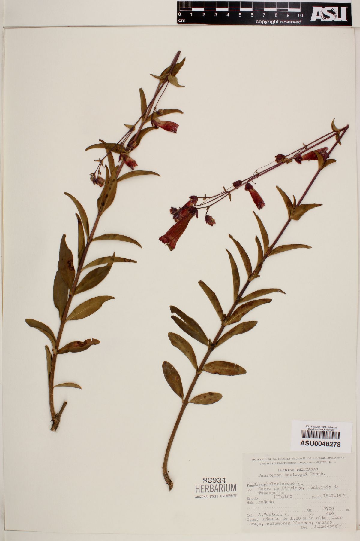 Penstemon hartwegii image