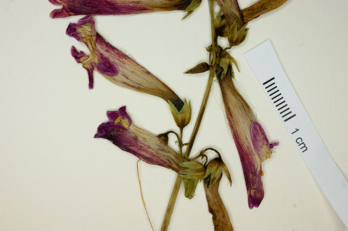 Penstemon henricksonii image