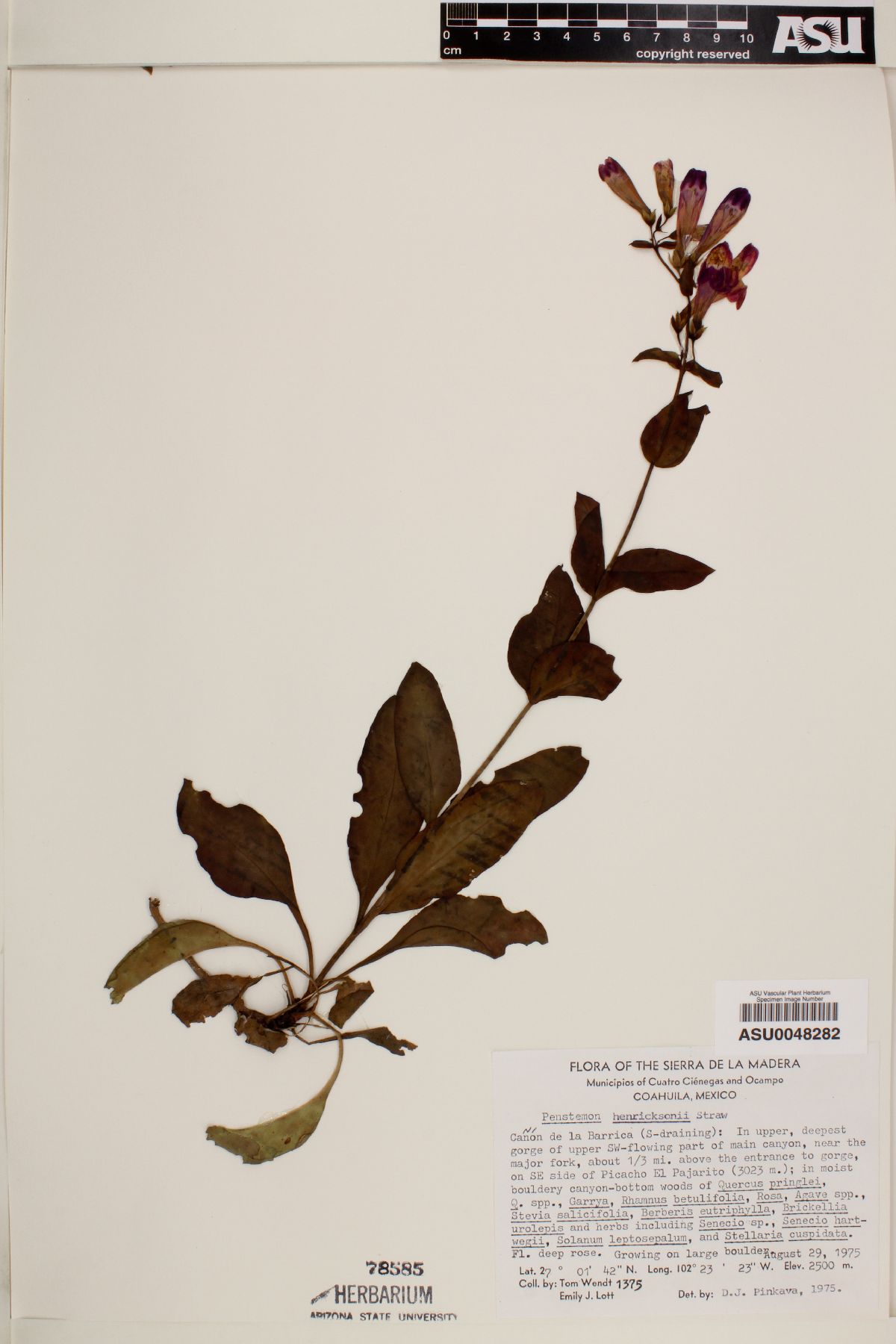 Penstemon henricksonii image