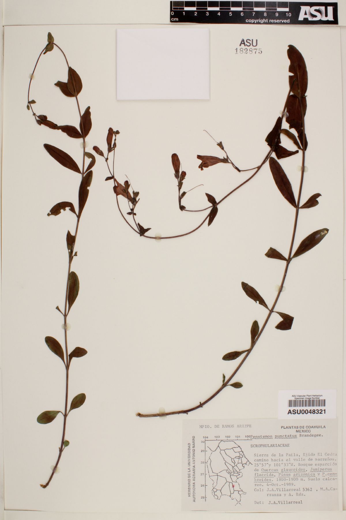 Penstemon punctatus image