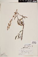 Penstemon spectabilis subsp. subinteger image