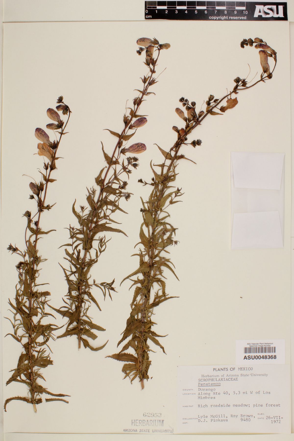 Penstemon campanulatus var. chihuahuensis image