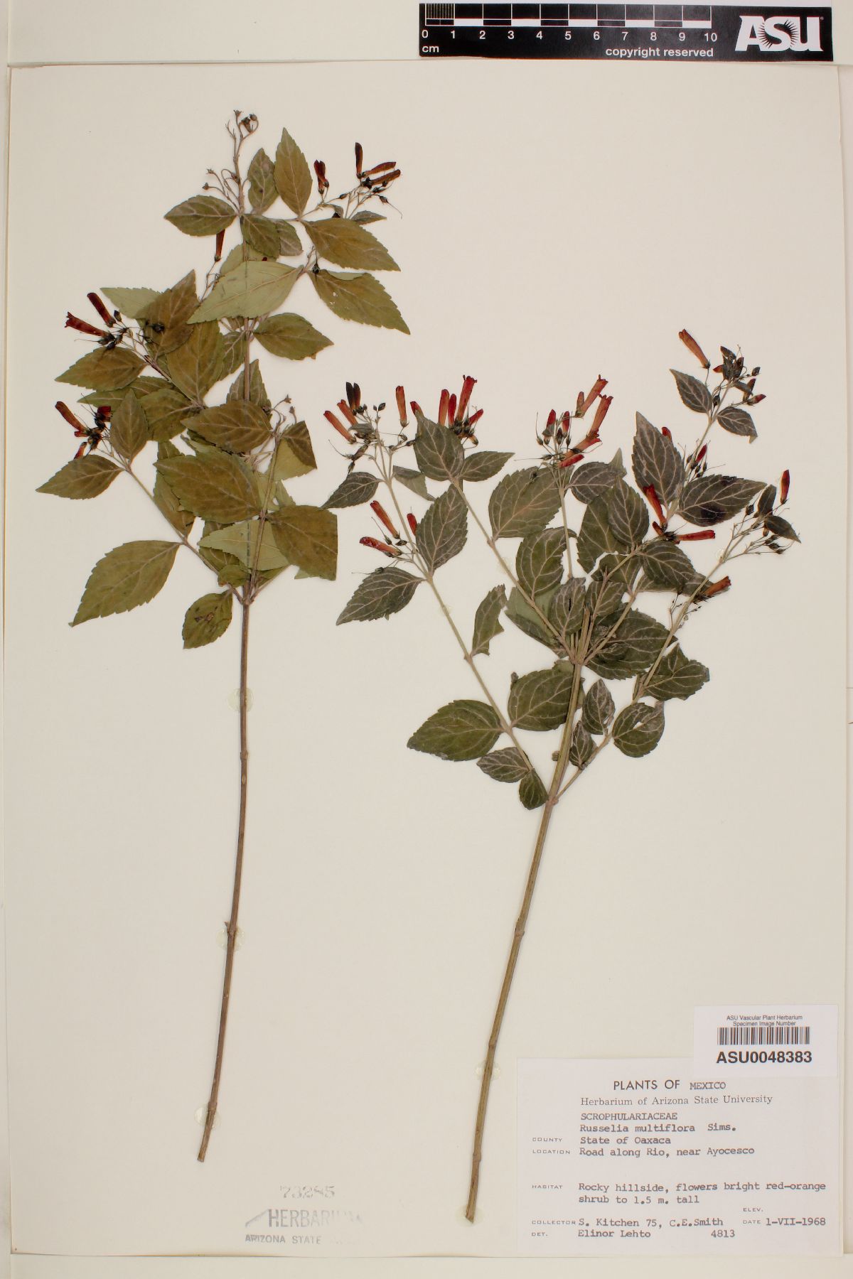 Russelia multiflora image