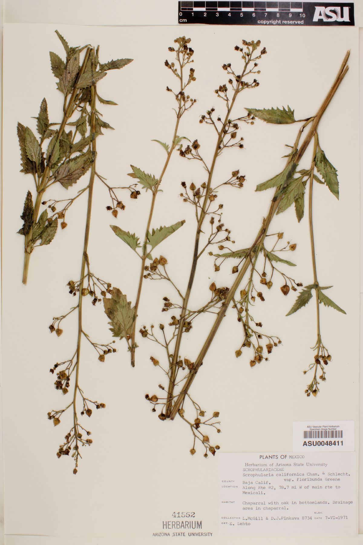 Scrophularia californica subsp. floribunda image