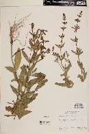 Stemodia durantifolia image