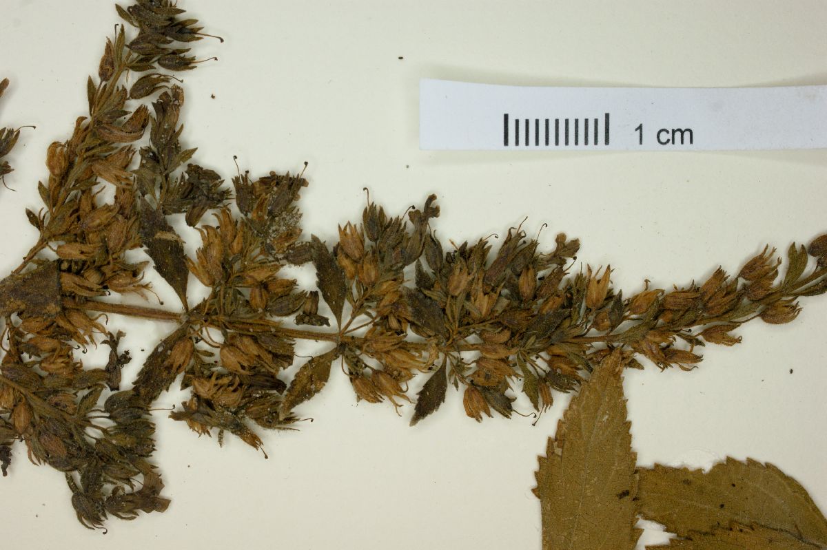 Stemodia foliosa image