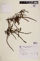 Stachytarpheta angustifolia image