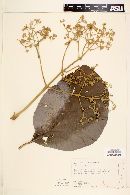 Tectona grandis image