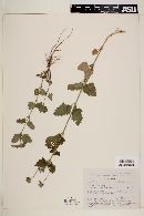 Verbena cameronensis image