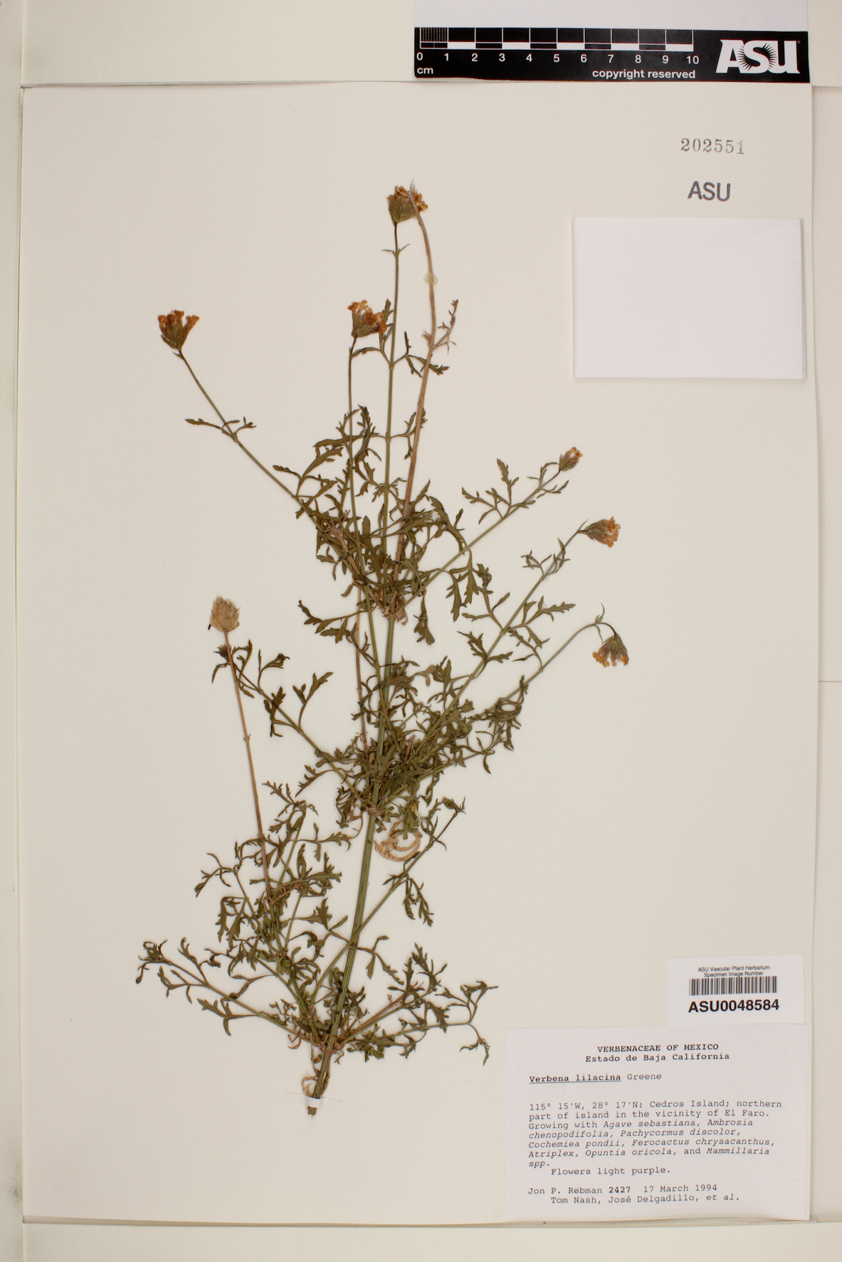 Verbena lilacina image