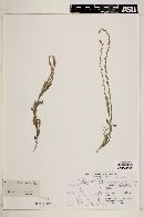Verbena neomexicana var. hirtella image