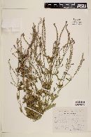 Verbena menthifolia image