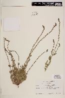 Verbena orcuttiana image