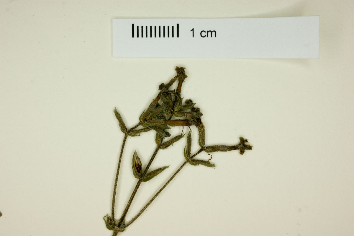 Glandularia lobata image