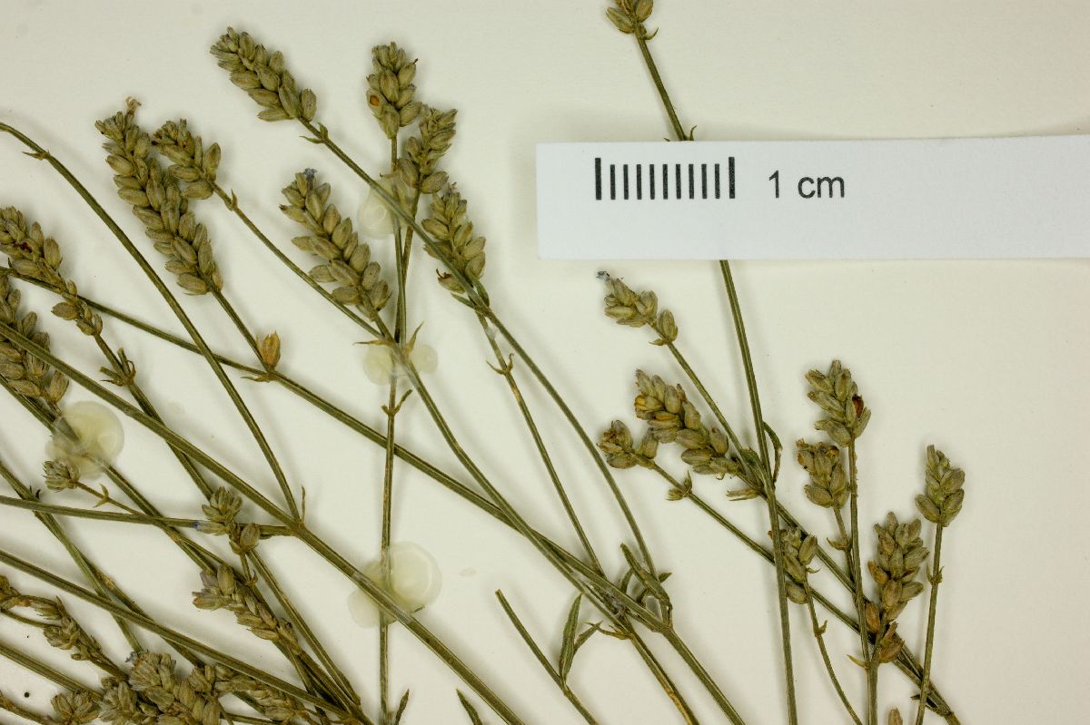 Verbena montevidensis image