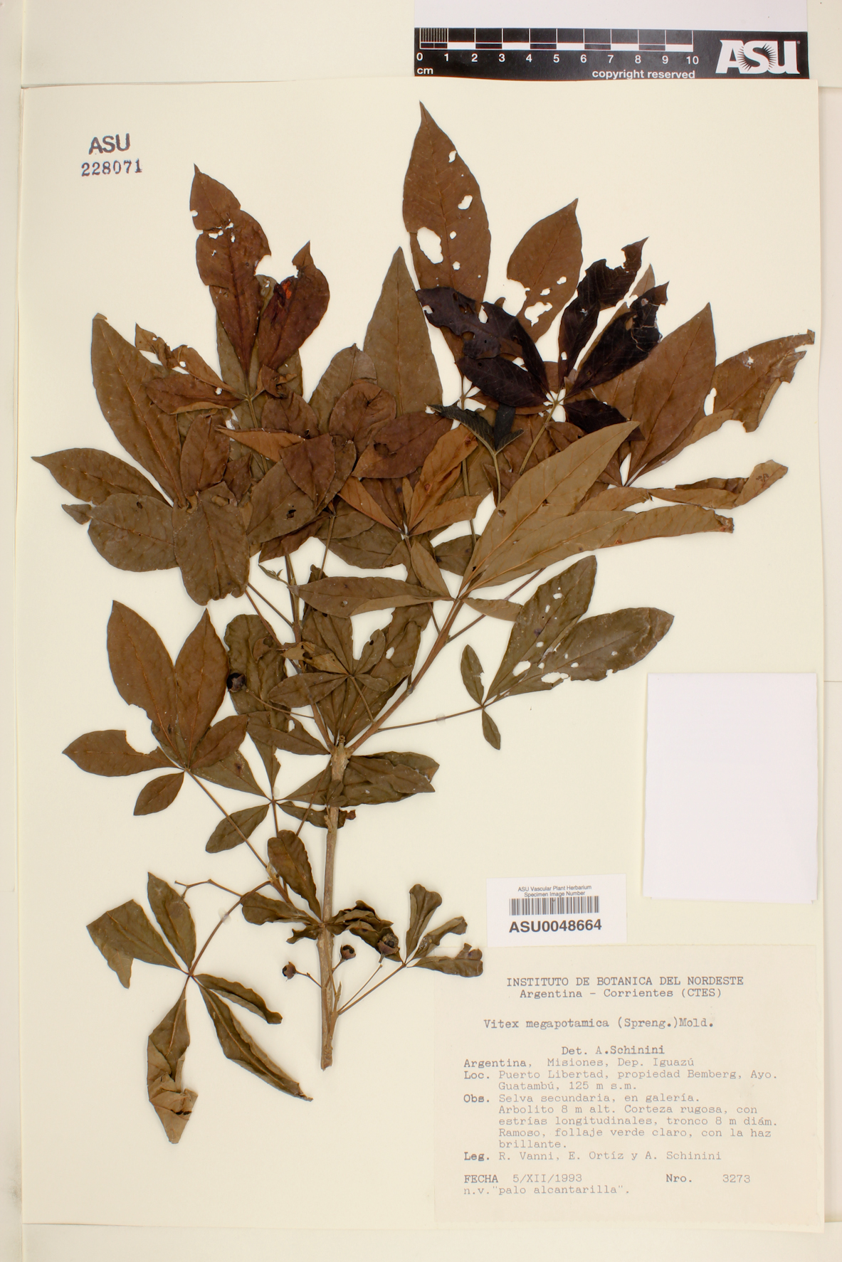 Vitex megapotamica image