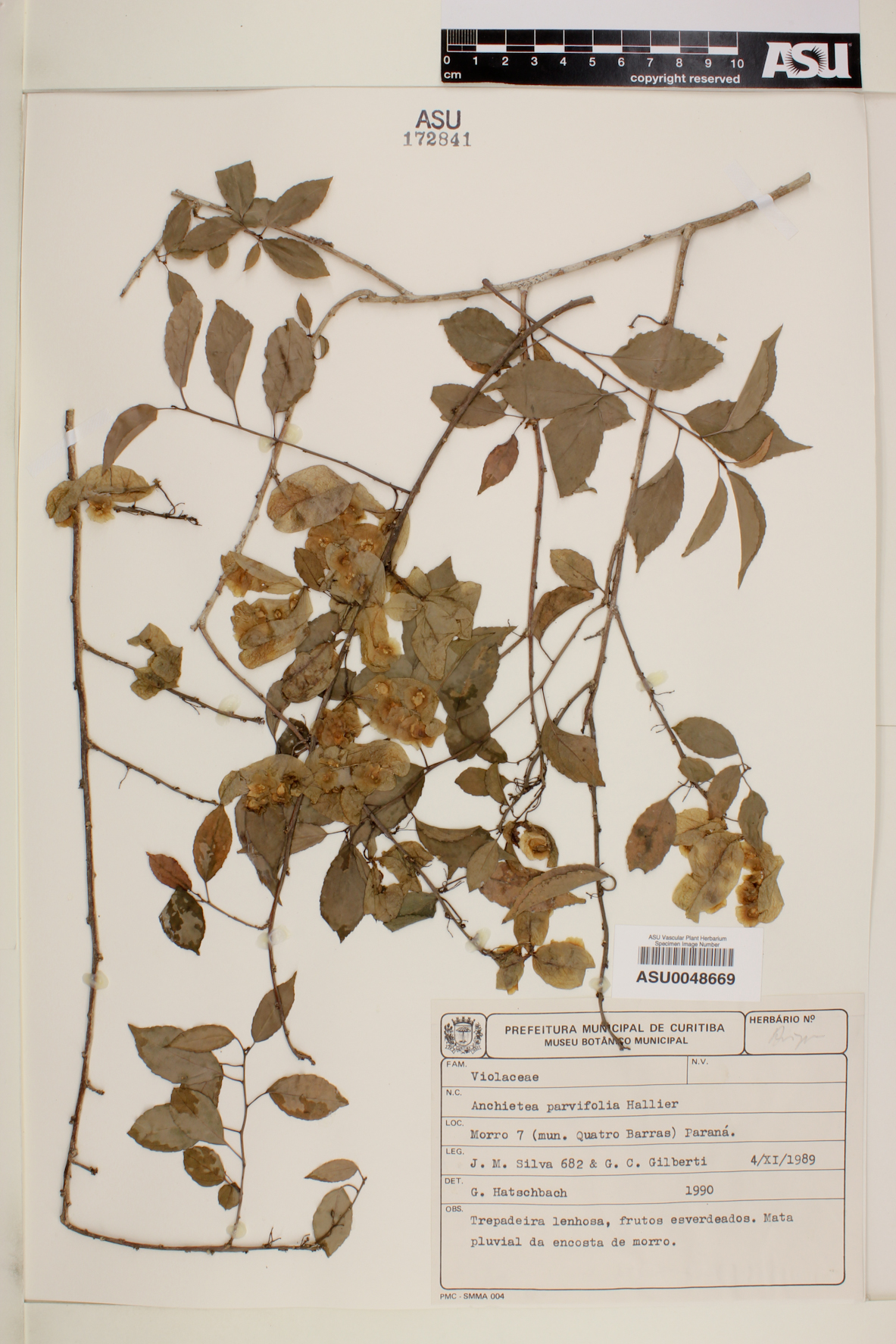 Anchietea pyrifolia image