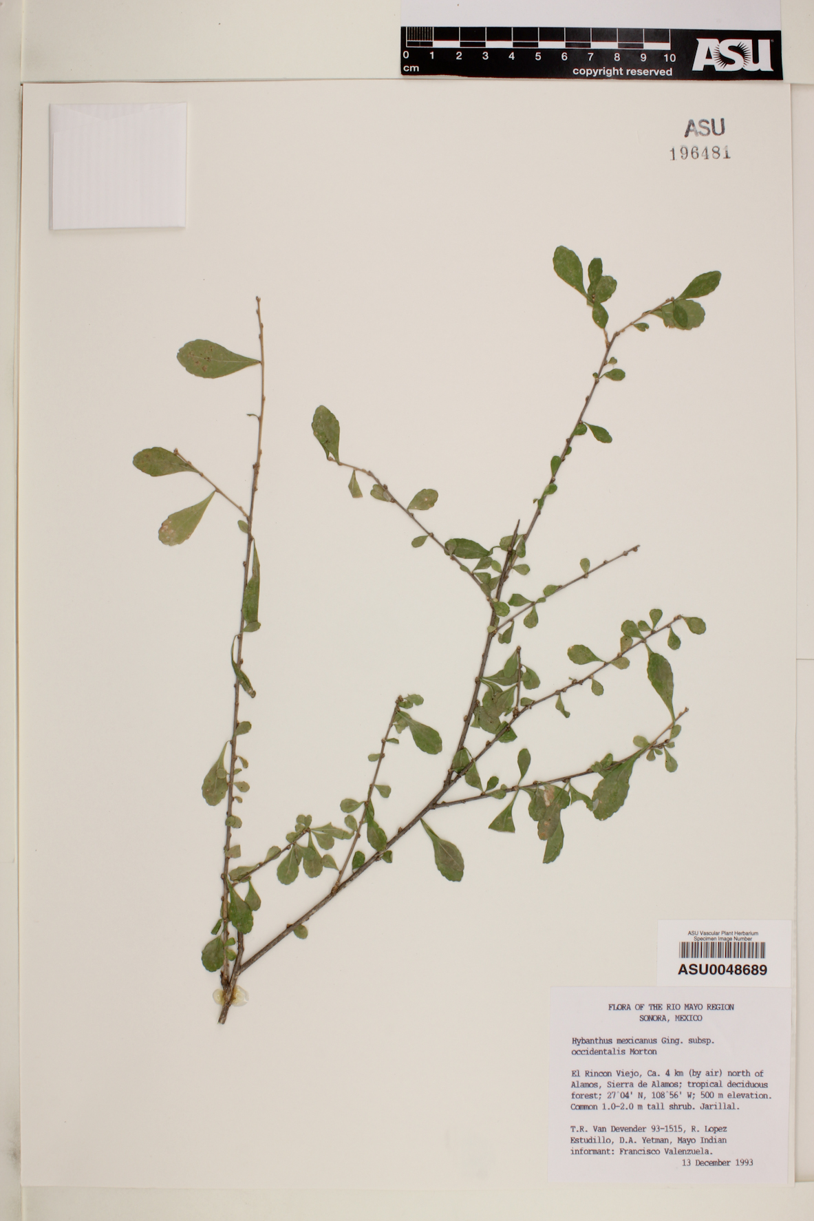 Hybanthus mexicanus subsp. occidentalis image
